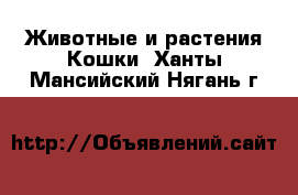 Животные и растения Кошки. Ханты-Мансийский,Нягань г.